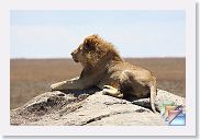 04Serengeti * (320 Slides)